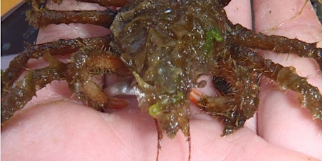 Cool Crustaceans: Mini Explorers (ages 3-5) primary image