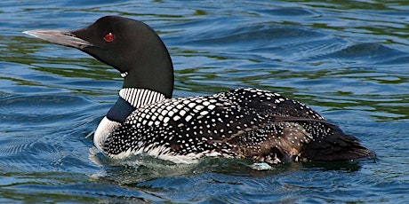 Love those Loons : Junior Ecologists (ages 6-9) primary image