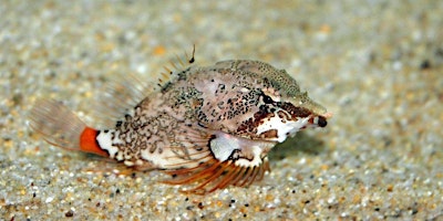 Image principale de Estuary Babies : Mini Explorers (ages 3-5)