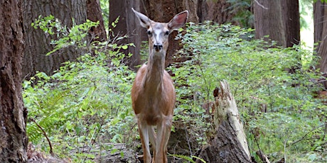 Signs of Spring on the Upland Trail: Junior Ecologists (ages 6-9)