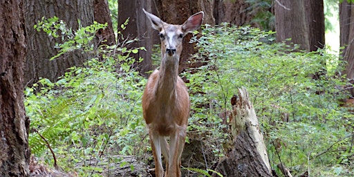 Imagem principal do evento Signs of Spring on the Upland Trail: Junior Ecologists (ages 6-9)