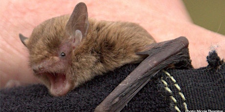 Gunbower BioBlitz - Bats of the Gunbower Forest primary image