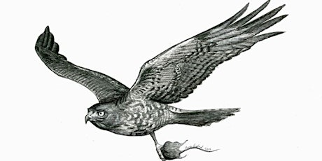 Imagen principal de Drawing Birds