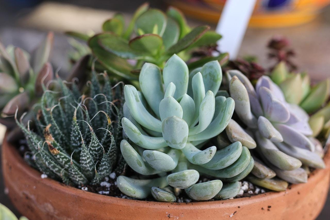 Succulent Dish Gardens - Building Your Own