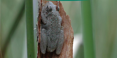 Hauptbild für Gunbower BioBlitz - Frogs of the Gunbower Forest