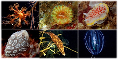 Weird, Wonderful and Colourful - Life in the North Sea primary image