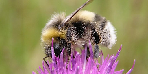 Imagem principal do evento Ecology of Bumblebees and their Identification for Beginners