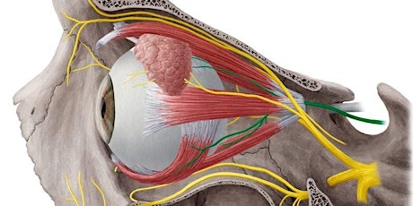 Eye Asana primary image