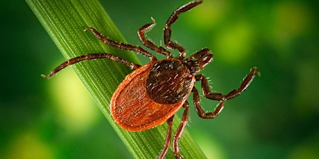 Lyme Disease Workshop for Primary Care Providers primary image