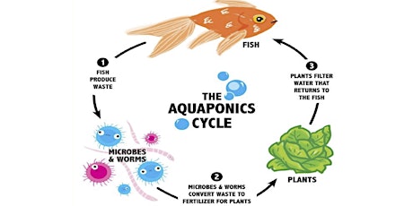 Intro to Aquaponics with Oko Farms: Class 1 (Science & Biology) primary image