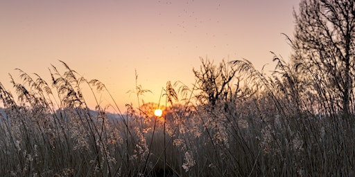 Imagem principal de Guided bird watching walk at Hen Reedbeds