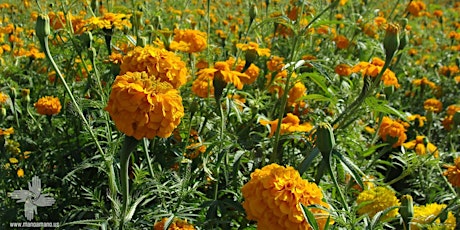 Marigold Project primary image