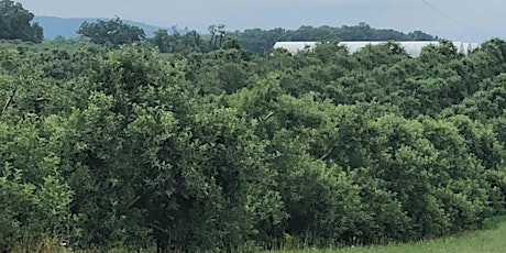 2019 MSHS Summer Orchard Tour primary image