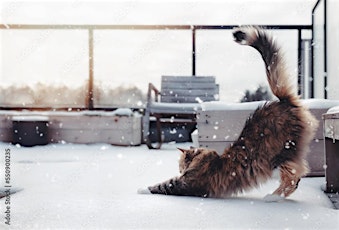 Winter Cat Yoga primary image