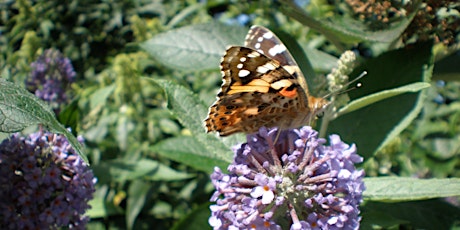 Primaire afbeelding van Butterfly Walk (Killingworth Lakeside Park)