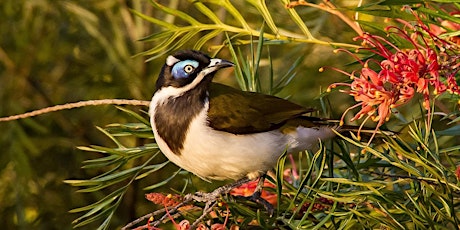 Hauptbild für Gunbower BioBlitz - Woodland birds of the Gunbower Forest