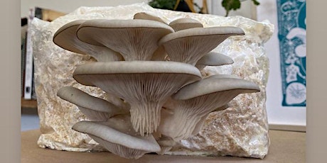 Introduction to  Easy Home Mushroom Cultivation