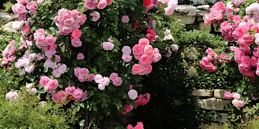 Hauptbild für Workshop in Wien: Die Kraft der Rose