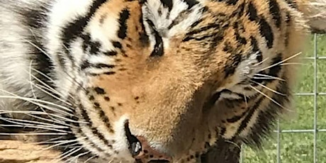 July 2019 Big Cats Behind the Scenes 7/7/2019-3pm-5pm primary image