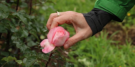 Primaire afbeelding van Intro to Local Herbal Medicine