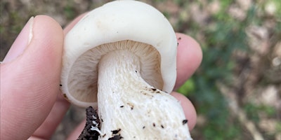 FORAGE & NIBBLE in The Peak District primary image