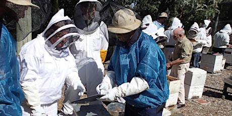 Bees: Beginners' Hands-on Beekeeping Course (6th October & 20th October 2019) primary image