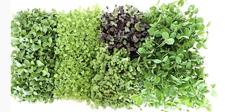 Urban Farming: Learn To Grow & Cook (Veg) Your Own Microgreens primary image