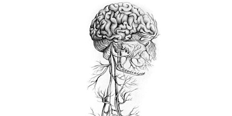 Nervous System Anatomy CPD