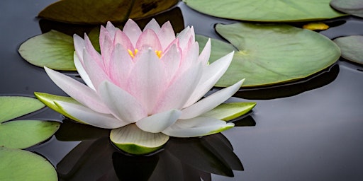 Imagem principal de Tuesday Morning Outdoor Yoga (Beginners)@Botanic Gardens