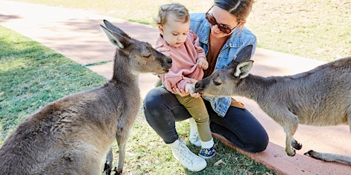 Hauptbild für Meet the Kangaroos