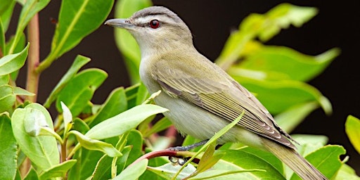 Hauptbild für WILDLIFE PHOTOGRAPHY w/ NATIVE PLANT SOCIETY & AUDUBON EVERGLADES West Palm