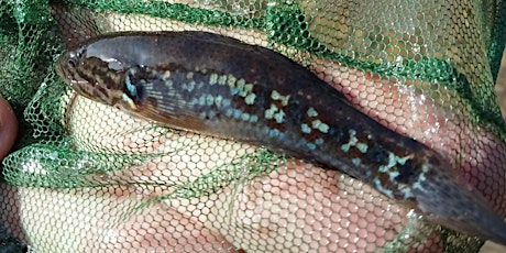 Hauptbild für Gunbower BioBlitz - Fish of the Gunbower Creek