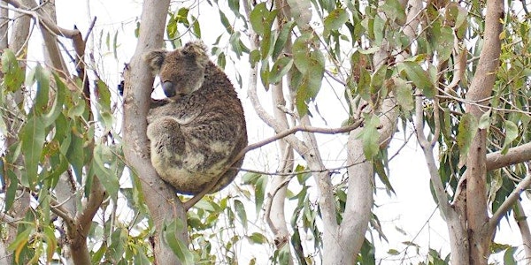 SoS Iconic Koala Project - update to Expert Panel and stakeholder networking