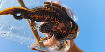 Great Crested Newt – Working Towards a Licence in Peterborough  primärbild