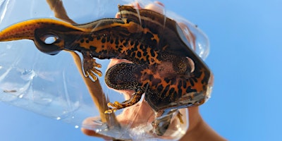 Hauptbild für Great Crested Newt – Working Towards a Licence in London