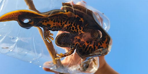 Imagem principal de Great Crested Newt – Working Towards a Licence in London