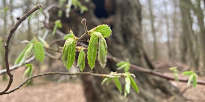 Image principale de Signs of Spring in Bufferland - Epping Forest Guided Walk