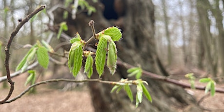 Signs of Spring in Bufferland - Epping Forest Guided Walk primary image
