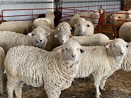Imagem principal do evento 2024 Moffat County Sheep Shearing School