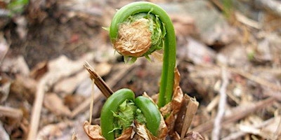 Hauptbild für 2024 Wild Edibles: An Introduction to Foraging in the Driftless