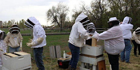 Thriving Hive BEGINNING BEEKEEPING  Series 2024 primary image