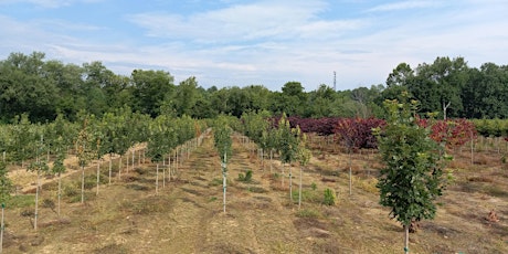 Ornamental Nursery and Greenhouse Updates