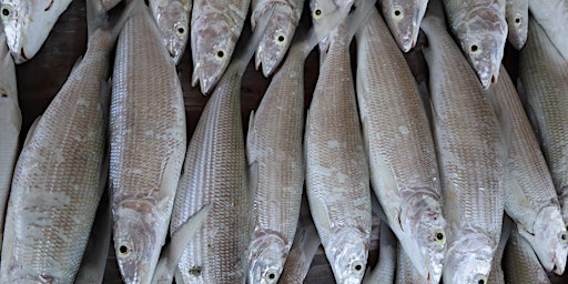 Imagem principal de April Webinar:Topics at the nexus of climate change, fisheries & blue foods