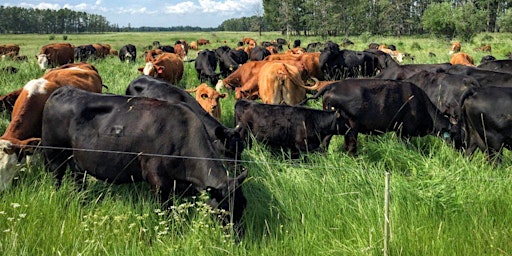 Primaire afbeelding van RCF East Anglia: Healthy stock and healthy soil = healthy bank balance