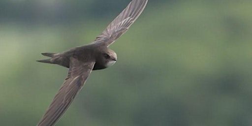 Imagem principal de Birds and a Brew with BBOWT: Scintillating Swifts - April