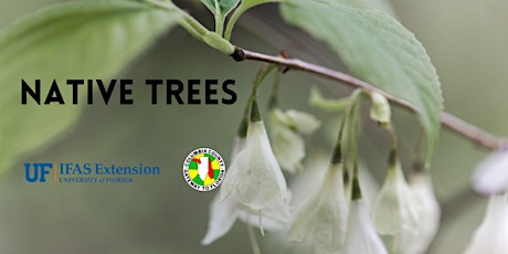 Imagen principal de Native Columbia: Trees