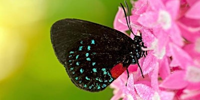 BUTTERFLY WALK - NORTH AMERICAN BUTTERFLY ASSOC - ROYAL PALM BEACH PINES primary image