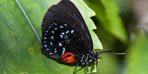 Primaire afbeelding van FL NATIVE PLANT SOCIETY - BUTTERFLIES OF SOUTH FL - West Palm Beach MOUNTS