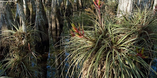 Primaire afbeelding van FL NATIVE PLANT SOCIETY - FLORIDA'S NATIVE AIR PLANTS - WEST PALM BEACH