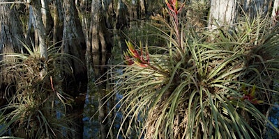 Primaire afbeelding van FL NATIVE PLANT SOCIETY - FLORIDA'S NATIVE AIR PLANTS - WEST PALM BEACH